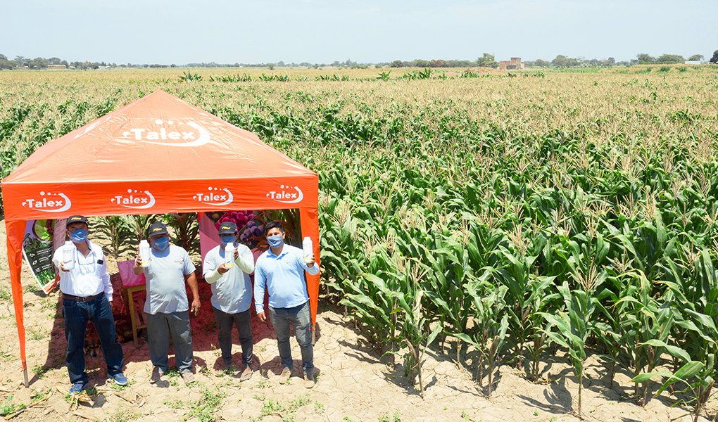 talex-recopilacion-2