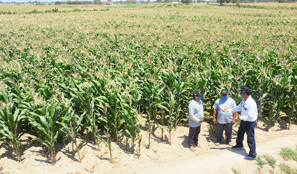 talex-recopilacion-4